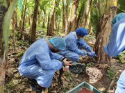 Asbama invita a bananeros mantener medidas de bioseguridad para contener el Fusarium