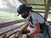 Inicia vacunación contra fiebre aftosa en frontera con Venezuela