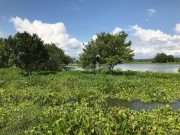 CORPAMAG firma convenios con 11 municipios para recuperar humedales y cuerpos de agua