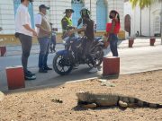 CORPAMAG adelantará jornadas de sensibilización para evitar consumo de huevos de iguana