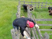 En una semana se ha vacunado contra aftosa el 16,4 % del ganado en zonas de frontera con Venezuela