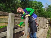 A partir de hoy inicia vacunación contra aftosa en zonas fronteriza con Venezuela