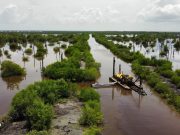 CORPAMAG reporta aumento de mangle en la Ciénaga Grande