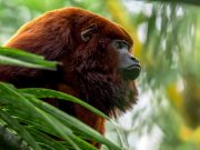 Fedepalma abre Convocatoria a Concurso de Fotografía Ambiental y Social