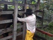 FEDEGÁN e ICA han blindado  589.000 bovinos en la frontera con Venezuela