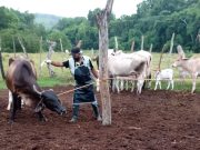 Vacunación contra aftosa avanza en el 80 % del hato en frontera con Venezuela