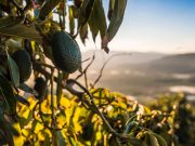 ‘Frutal Produce’ se posiciona como uno de los mayores brazos comerciales de Latinoamérica