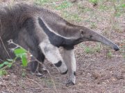 CORPAMAG identifica 3 especies de mamíferos no reportadas en la Ciénaga Grande