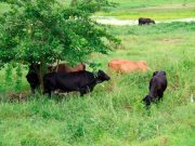 FEDEGÁN invita a los ganaderos aprovechar esta temporada para sembrar pastos y forrajes