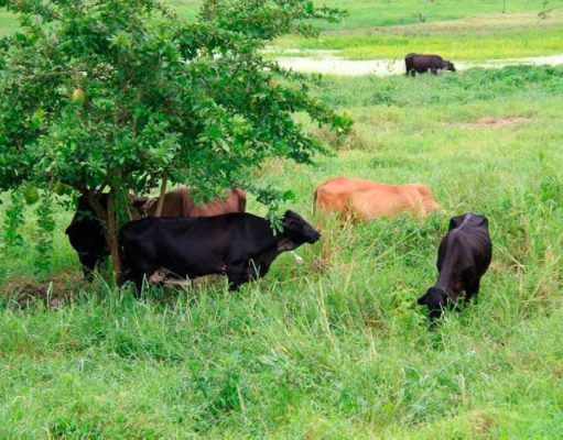 FEDEGÁN invita a los ganaderos aprovechar esta temporada para sembrar pastos y forrajes