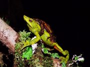 “Amor posesivo” entre ranas arlequines de la Sierra Nevada, motiva titulares internacionales