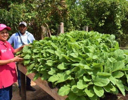 Algarrobo/ ¡Tercer día de faena por el campo¡