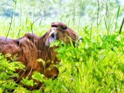 Ganadería Colombiana Sostenible, nominada por el Banco Mundial a la Iniciativa para Restauración de Ecosistemas
