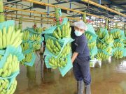 ASBAMA se prepara para realizar la V versión del Foro Bananero 2022