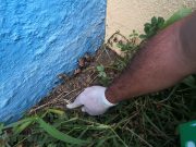 DADSA emite recomendaciones ante presencia del caracol africano