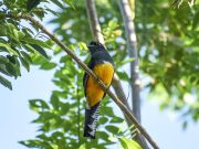 Santa Marta, el mejor lugar para el avistamiento de aves en el mundo