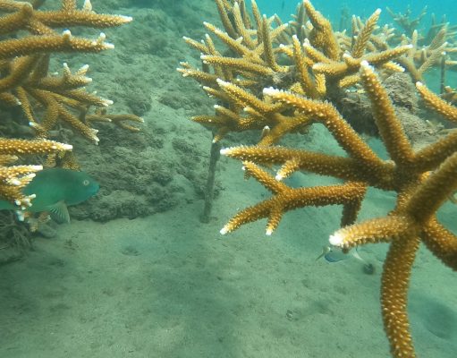 CORPAMAG se une a la campaña Coralizate