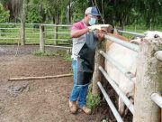El 23 de mayo iniciará primer ciclo de vacunación 2022 contra la aftosa y brucelosis bovina