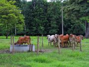 “FEDEGÁN rechaza la ganadería en parques naturales”: Lafaurie