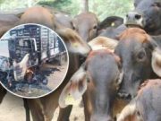 Paro armado del Clan del Golfo tiene en jaque a ganaderos colombianos