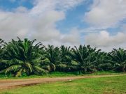 Todo listo para la edición 50 del Congreso Nacional de Palmicultores
