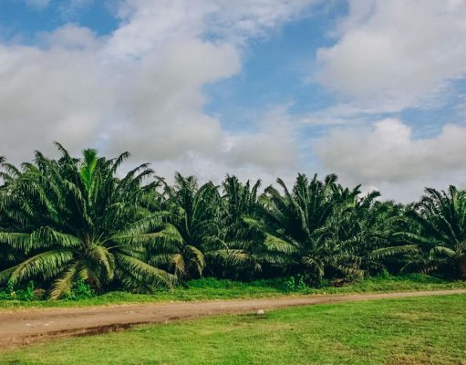 Todo listo para la edición 50 del Congreso Nacional de Palmicultores