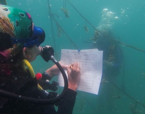 CORPAMAG y Acuario del Rodadero se unen a la campaña Coralízate de MinAmbiente