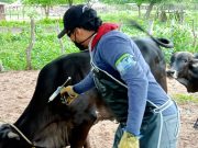 Vacunación contra aftosa avanza exitosamente y ha protegido 14 millones de bovinos y bufalinos