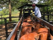 En tres semanas el ciclo contra aftosa ha vacunado 10 millones de bovinos y bufalinos