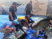 CORPAMAG y Acuario del Rodadero rescatan dos delfines en Tasajera