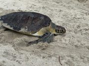 CORPAMAG y Acuario del Rodadero comprometidos con la conservación de las tortugas marinas