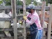 FEDEGÁN e ICA han vacunado contra fiebre aftosa 2,7 millones de bovinos y bufalinos