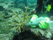 Coralízate superó la meta con 113.136 nuevos fragmentos de coral