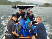 Liberados los delfines machos rescatados en Tasajera