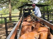Ciclo I de vacunación ha protegido el 21 % del hato bovino del país