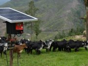 Día sin IVA: ganaderos podrán acceder a más de 100 productos con descuento a través de TVGÁN