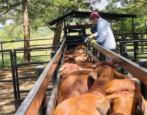 Ciclo I de vacunación ha protegido el 21 % del hato bovino del país