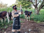 Campaña antiaftosa ha inmunizado 21,8 millones de animales en 495.618 hatos ganaderos