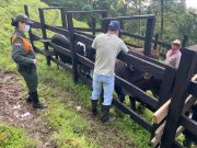 En su 5ª semana, la campaña sanitaria ha vacunado 18,1 millones de bovinos y bufalinos