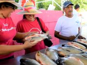 Algarrobo/ Con éxito se desarrolló la Ruta Del Campo