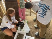 CORPAMAG rescató nido de Tortuga Carey