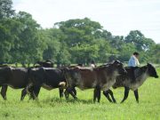 FEDEGÁN alista gira ganadera presencial en el Meta