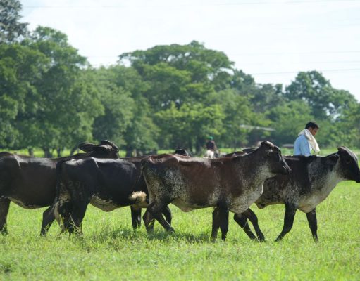FEDEGÁN alista gira ganadera presencial en el Meta
