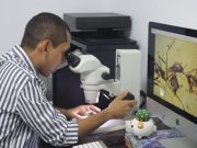 Investigador de UNIMAGDALENA es parte del descubrimiento de nueva especie de hormiga