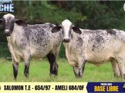 “Diamantes de la leche”, un remate que le apuesta a la competitividad de la ganadería en la Costa Caribe