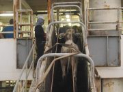 Prohibición de exportaciones de ganado en pie afectaría a 350.000 pequeñas familias ganaderas