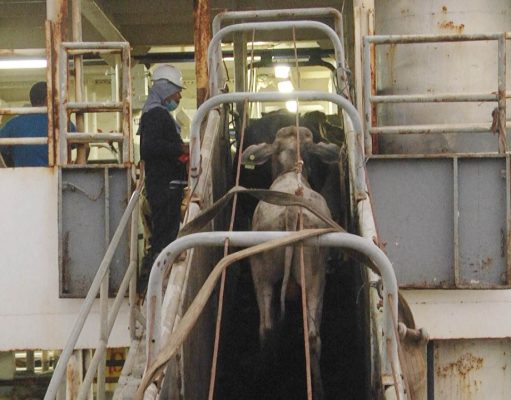 Prohibición de exportaciones de ganado en pie afectaría a 350.000 pequeñas familias ganaderas