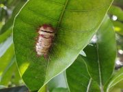 CORPAMAG hace llamado a evitar manipulación de orugas en los árboles frutales