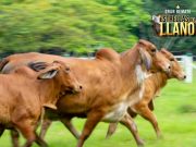 La Vitrina Móvil de ALMAGÁN estará presente en la XVI Gira Ganadera Nacional