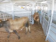 Exportación de ganado en pie cumple con estándares internacionales: ICA